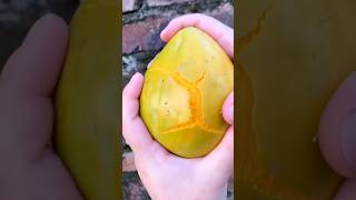 CANISTEL FRUITS satisfying shorts shortsvideo [upl. by Hurlee]