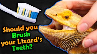 How to Brush your Bearded Dragons Teeth [upl. by Mojgan]