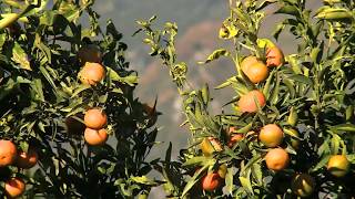 La clémentine de Corse renaît grâce à ses producteurs [upl. by Porty976]