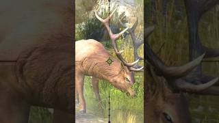 Deer forest sniper shoot trending foryou viralvideo viralshort gaming animals shorts [upl. by Welch]