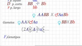 Problemas de genética doble homocigoto dominante contra un doble heterocigoto [upl. by Forlini]