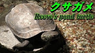 【亀】クサガメの生態（Reeves pond turtle） [upl. by Ylimme]