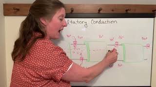 Lecture 14g Saltatory Conduction [upl. by Revlys]