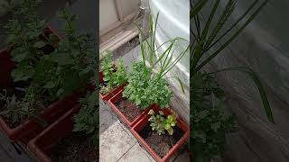 Chamanthi harishvlogs terracegarderning gardendesign terracegardning terracegarden agri [upl. by Narine]