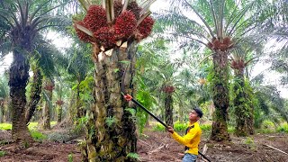 Oil Palm Growing Harvesting and Processing Process Modern Agriculture Machines technology farming [upl. by Hcab]