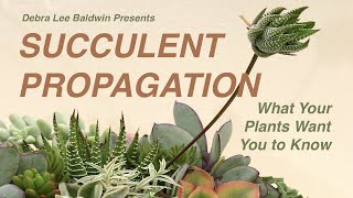 Succulent Propagation What Your Plants Want You to Know [upl. by Atinat]