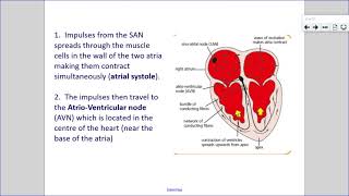 Higher Human Biology  Unit 2 6c The Conducting System of the Heart [upl. by Leighland]