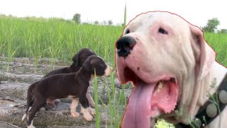 Top Class Pakistani Bully 3 Dogs And 4 Puppy By Nafa TV HD [upl. by Etom623]