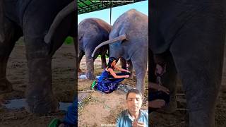 Kya ladki hai yaar 🥰❤️ MJAJaatji elephante amazingfacts [upl. by Nilyram]