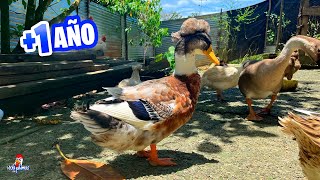 Rayo Se Enamoró de las Patas 😍🤦🏾‍♂️ Actualización de Los Patos Moñudos y El Nuevo Pato Macho [upl. by Itram]