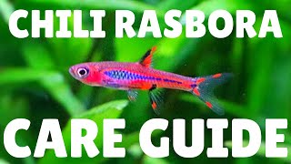 Chili Rasbora Care Guide  The Best Nano Fish [upl. by Valera]