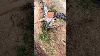 funny moments when playing with wild crocodiles crocodile wildlife animals [upl. by Yewed]