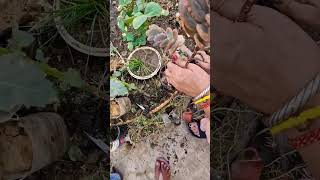 Repotting patherchat plant ytshort youtube viral [upl. by Grishilde58]