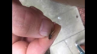 How to catch a hover fly by hand  Food for your spiders [upl. by Tertia]