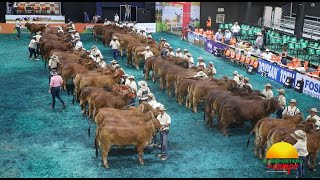 FERIA NACIONAL CEBÚ EN RIONEGRO ANTIOQUIA [upl. by Refinney228]