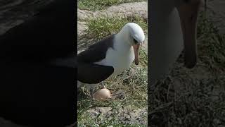 Wisdom The Laysan Albatross Laying An Egg educationalvideo birdeggs birdnest albatrosses [upl. by Okiman]