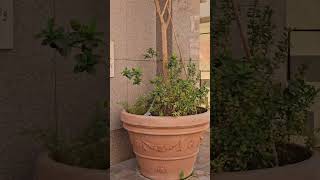 10 Meter High Trees in a Pot How to Grow Tall Trees at Home [upl. by Hamas]