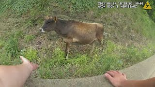 Police Corral Cow After It Fell Off Trailer on Roadway [upl. by Namijneb]