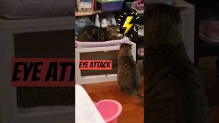 😎Cats eye attack shorts funny catcomedy catvideos [upl. by Charlot]