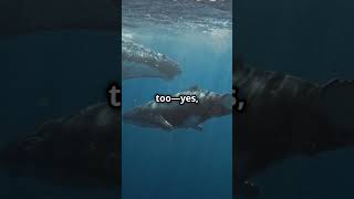 Humpback Whales  Gentle Giants [upl. by Elad]