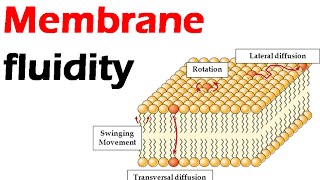 Membrane fluidity [upl. by Anaugal]