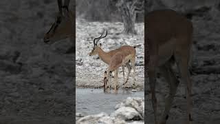 Impala in Etosha National Park Namibia [upl. by Yelir]