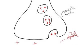 Antipsychotic Drug Mechanism [upl. by Ahsila]