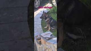 300524 Drushok ist unser Wachhund schäferhund овчарка [upl. by Enellij]