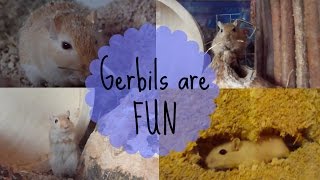 Gerbils Having Fun [upl. by Caswell]