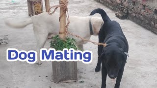 Dog mating [upl. by Wheelwright173]