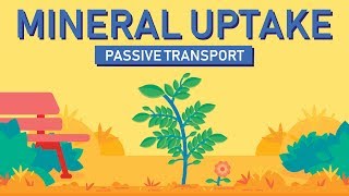 Symplast Apoplast And Vacuolar Pathway  Transportation In Roots  Class 11 [upl. by Body]