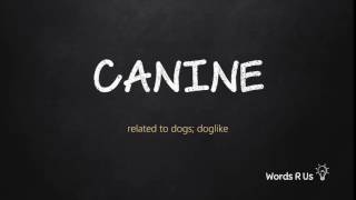 How to Pronounce CANINE in American English [upl. by Suiramaj]