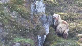 Wolverine caching caribou [upl. by Marzi]