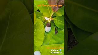 White biba seeds organic plant coll me 📲 7020066411 original white bhilawa tree The Expose plant [upl. by Yahc238]