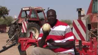 Cultiver des melons parfaits au Sénégal [upl. by Naamann]