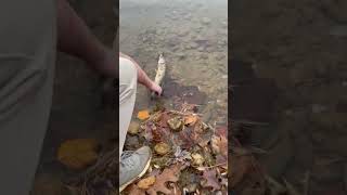 Coopers first pickerel of the day [upl. by Yolande445]