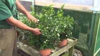 Myrtus Communis – The Evergreen Aromatic Shrub [upl. by Rahab]