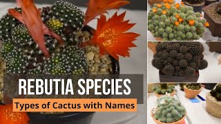 Rebutia species  Types of Cactus with Names  rebutia heliosa rebutia arenacea [upl. by Dawn]