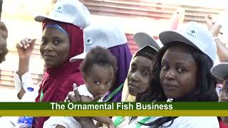 AQUA FARMING ORNAMENTAL FISH BUSINESS 17 11 2023 [upl. by Riamo]