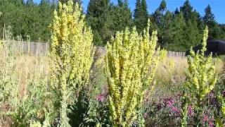 Herbal Materia Medica 25 Mullein [upl. by Ettennaej]