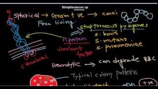 Streptococcus introduction [upl. by Janel414]