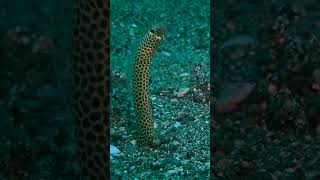 Garden Eel I saw diving in the Philippines diving philippines Marinelife Underwater [upl. by Leind805]