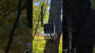 Trail Camera Tips for Deer Hunters trailcamera deerhunting [upl. by Maleki]