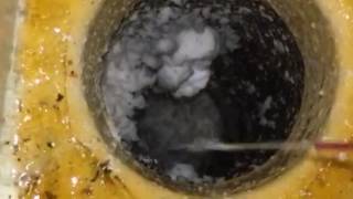 Phorid flies attracted to dirty drain in Allentown NJ [upl. by Laup336]