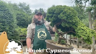 Hinoki Cypress Bonsai Part 1 Thinning Out  Greenwood Bonsai [upl. by Philly]