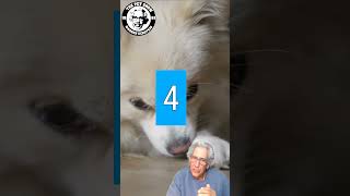 The Top 5 Reasons Dogs Lick Themselves  Warren Eckstein [upl. by Etnaed]