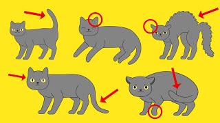 Cat Body Language Explained [upl. by Maurer]