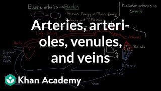 Arteries arterioles venules and veins  Health amp Medicine  Khan Academy [upl. by Williamsen119]