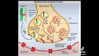 How Neurotoxin Botox works Botox mechanism of action [upl. by Eissolf]