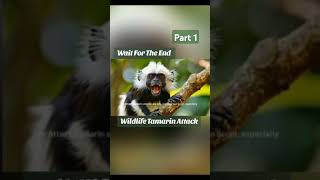 Wildlife Tamarin AttackPart 1 [upl. by Katherina639]